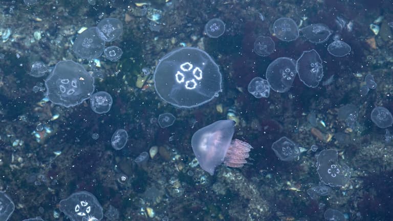 Kétszáz tonna medúza miatt megint leállították Franciaország legnagyobb atomerőművét