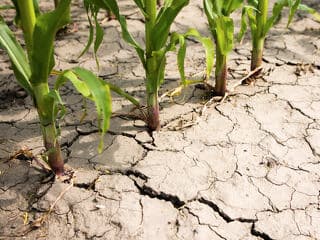Félsivataggá válik az Alföld: történelmi agrárválság fenyegeti a magyar asztalokat