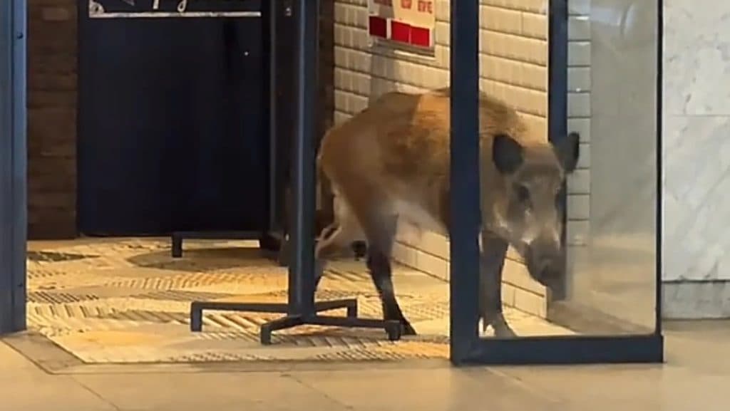Ezért kellett kilőni a metróba tévedő vaddisznót
