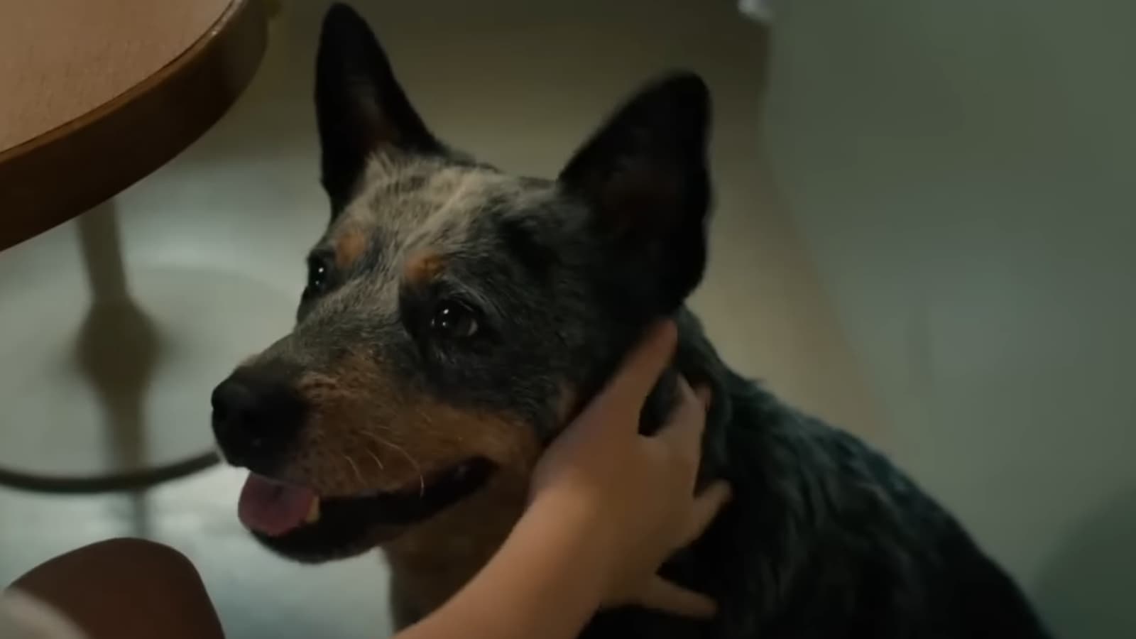 Szétoltották Az Oak Street vége promóciós MI-videóját, amiben a film kutyasztárja humorizál inkább kevesebb, mint több sikerrel