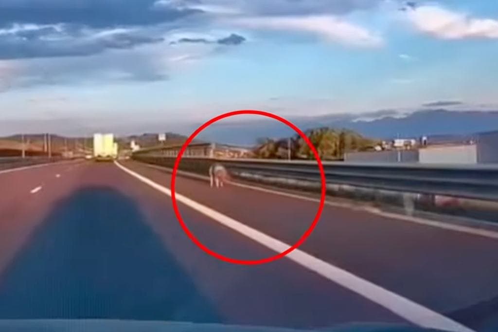 Micsoda disznóság: elhagyta a malacot az autópályán, megbírságolták a román sofőrt