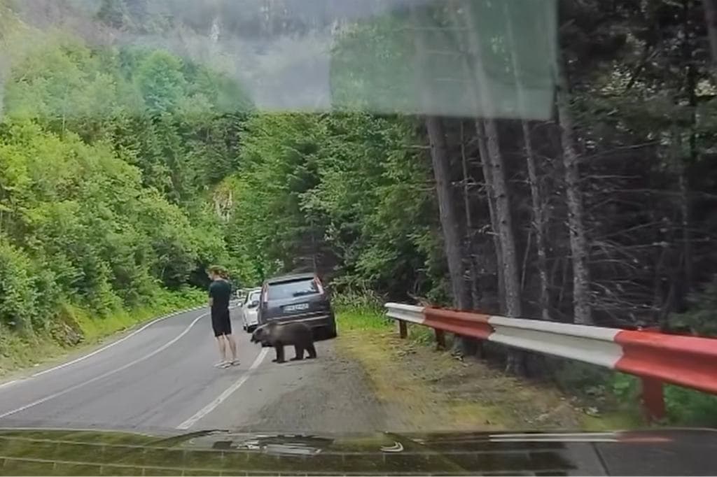Medve szaglászott a Transzfogarason parkoló autóknál – videón az eset