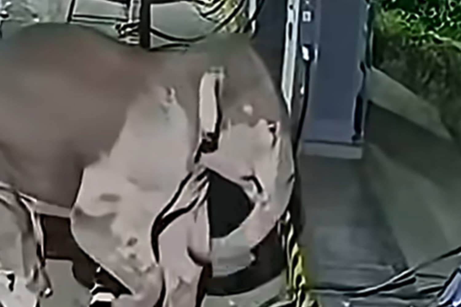Elefántok álltak be egy autós töltőhöz, nem lett jó vége