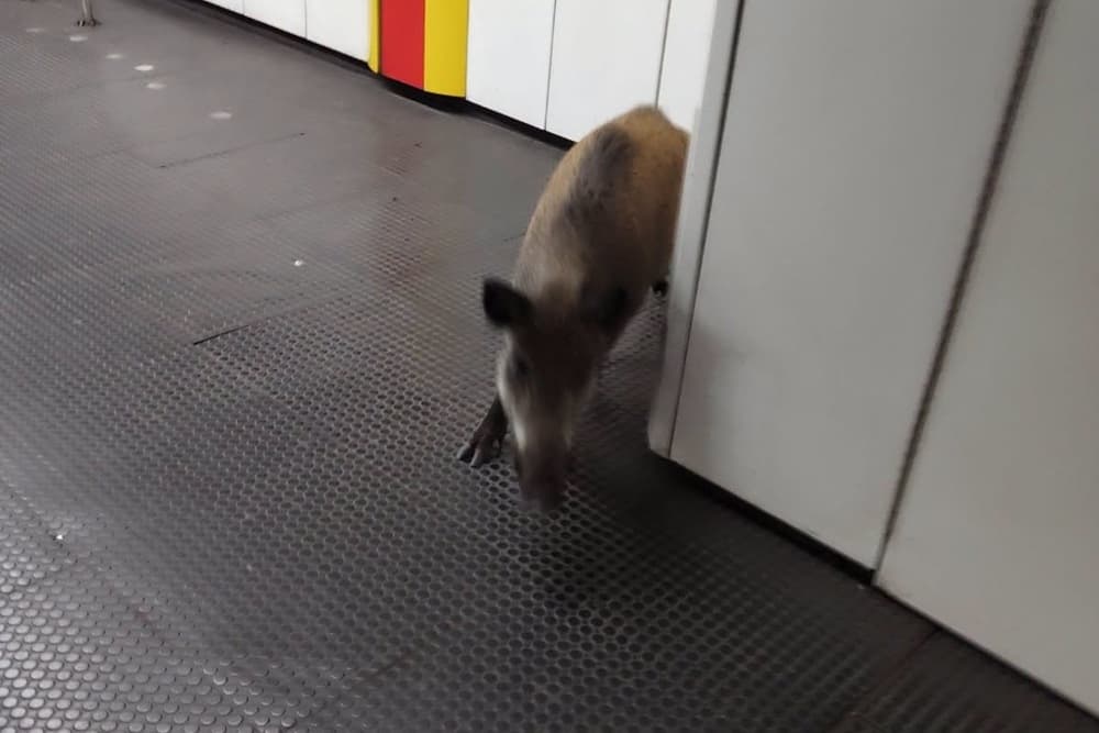 Ilyen még nem volt Magyarországon: vaddisznó sétálgatott a metróban