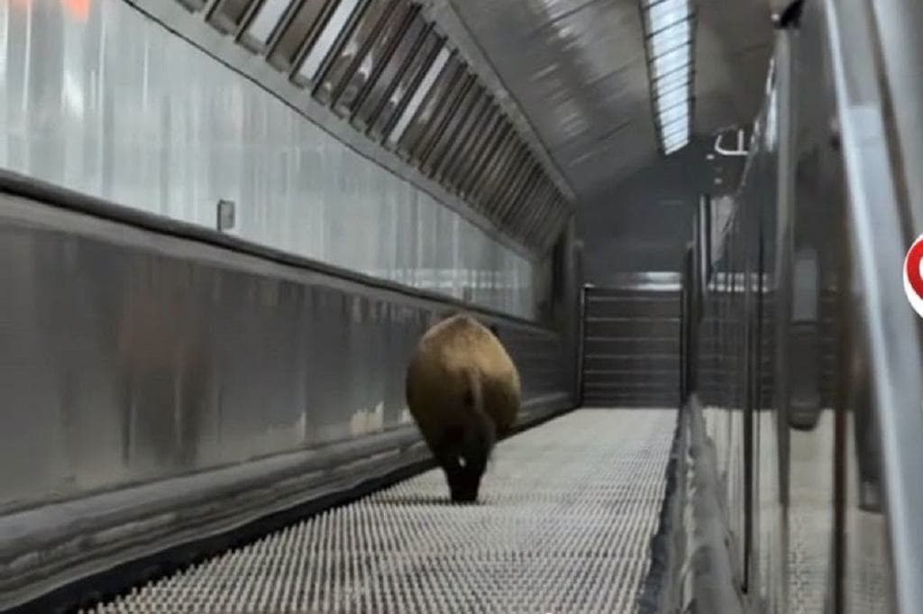 A vaddisznókaland: elmondta a BKV, mi történt ma pontosan a metróban